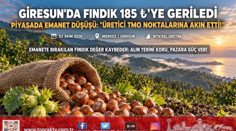 Giresun’da Serbest Piyasada Fındık 185 ₺ Seviyesine Geriledi: Üretici TMO Noktalarına Akın Etti!…