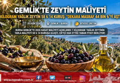 Bursa Gemlik’te Yağlık Zeytinin Maliyeti Açıklandı: 1 Kilogram Ürünün Bahçe Maliyeti 58 ₺ 14 Kuruş Oldu!…