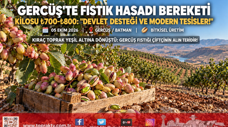 Gercüş’te Fıstık Hasadı Bereketi: Devlet Desteği ve Modern Tesislerle Kilogramı ₺700-₺800 Arasında İşlem Görüyor!…