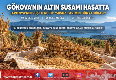Gökova’nın “Altın Susamı”nda Hasat Başladı: Japon Mutfağının Vazgeçilmezi Tarladan Dünyaya Açılıyor!…