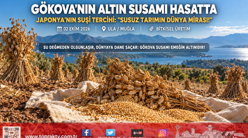 Gökova’nın “Altın Susamı”nda Hasat Başladı: Japon Mutfağının Vazgeçilmezi Tarladan Dünyaya Açılıyor!…