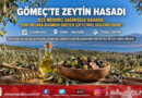 Edremit Körfezi’nde Sıvı Altın Sezonu: Gömeç’te Zeytin Hasadı Hız Kesmiyor, İlçe Müdürü Safa Sağıroğlu Üreticiyle Tarlada!…