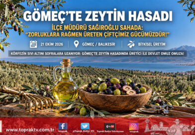 Edremit Körfezi’nde Sıvı Altın Sezonu: Gömeç’te Zeytin Hasadı Hız Kesmiyor, İlçe Müdürü Safa Sağıroğlu Üreticiyle Tarlada!…