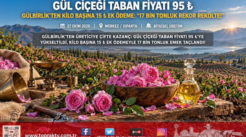 Gülbirlik’ten Ispartalı Üreticiye Müjde: Gül Çiçeği Taban Fiyatı 95 ₺’ye Yükseltildi, Kilo Başına 15 ₺ Ek Ödeme!…