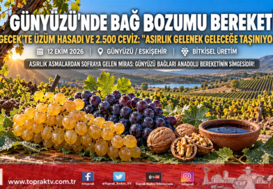 Günyüzü’nde Asırlık Bağ Bozumu Coşkusu: Gecek Mahallesi’nde Üzüm Hasadı ve 2 Bin 500 Aşılı Ceviz Bahçesi İncelendi!…