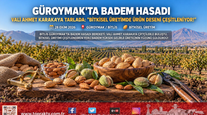 Bitlis Güroymak’ta Badem Hasadı Sevinci: Vali Ahmet Karakaya Üreticilerle Tarlada Bir Araya Geldi!…