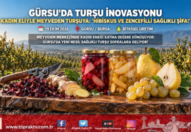 Gürsu Ovası’nda Kadın Eliyle Gastronomi Hamlesi: Meyveler Hibiskus ve Zencefilli Doğal Turşuya Dönüşüyor!…