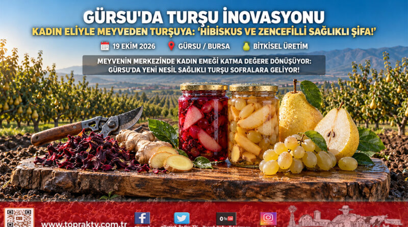 Gürsu Ovası’nda Kadın Eliyle Gastronomi Hamlesi: Meyveler Hibiskus ve Zencefilli Doğal Turşuya Dönüşüyor!…