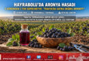 Trakya Topraklarında Şifa Kaynağı: Hayrabolu’da Süper Meyve Aronyanın Hasadı Başladı!…