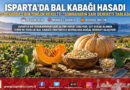 Isparta’da Sonbaharın Sarı Bereketi: Bal Kabağı Hasadında Tarlalardan Sofralara Tatlı Yolculuk Başladı!…