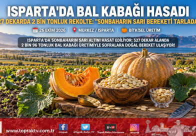 Isparta’da Sonbaharın Sarı Bereketi: Bal Kabağı Hasadında Tarlalardan Sofralara Tatlı Yolculuk Başladı!…