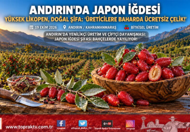 Andırın Yaylalarında Yeni Bir Şifa Kapısı: Kahramanmaraşlı Üretici Japon İğdesi Yetiştirdi, Çiftçiye Ücretsiz Çelik Dağıtacak!…