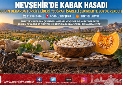 Türkiye’nin Çekirdek Başkenti Nevşehir’de 405 Bin Dekarda Hasat: Coğrafi İşaretli Kabak Çekirdeğinde Zirve Korundu!..