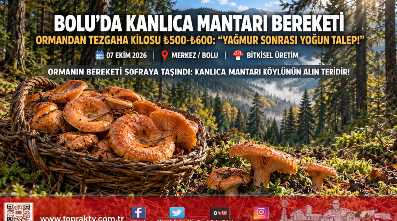 Bolu Dağlarında Yağmur Bereket Getirdi: Ormandan Kova Kova Toplanan Kanlıca Mantarı Tezgâhta Kilogramı ₺600!…