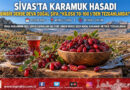 Sivas Dağlarından Şifa Fışkırıyor: Doğal İlaç Deposu Karamuk Meyvesi Tezgahlarda, Kilosu 70-100 ₺!…
