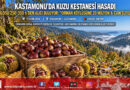 Karadeniz Ormanlarının Doğal Mirası Pazara İndi: Kastamonu Kuzu Kestanesi Kilosu 250-350 ₺’den Alıcı Buluyor!…