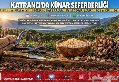 Vali İdris Akbıyık Katrancı’da Künar Üreticileriyle Buluştu: Çam Fıstığı Sahalarında Aşılama ve Verim Seferberliği!…