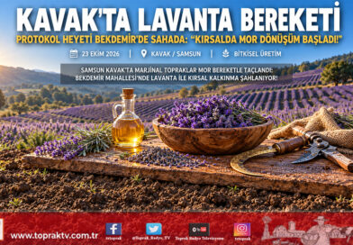 Samsun Kavak’ta Mor Bereket Hamlesi: Protokol Heyeti Bekdemir Mahallesi’ndeki Lavanta Bahçesini İnceledi!…