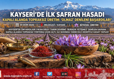 Kayseri’de Önyargılar Yıkıldı: “Yetişmez” Denilen Safran Kapalı Alanda Topraksız Tarımla Çiçek Açtı, İlk Hasat Yapıldı!…