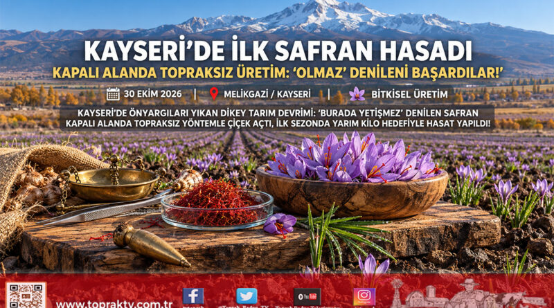 Kayseri’de Önyargılar Yıkıldı: “Yetişmez” Denilen Safran Kapalı Alanda Topraksız Tarımla Çiçek Açtı, İlk Hasat Yapıldı!…