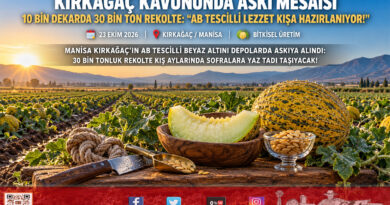 Kırkağaç Kavununda Askı Mesaisi Başladı: 10 Bin Dekarda 30 Bin Ton Rekolte, Kış Sofraları İçin Hazır!…