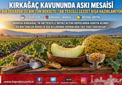 Kırkağaç Kavununda Askı Mesaisi Başladı: 10 Bin Dekarda 30 Bin Ton Rekolte, Kış Sofraları İçin Hazır!…