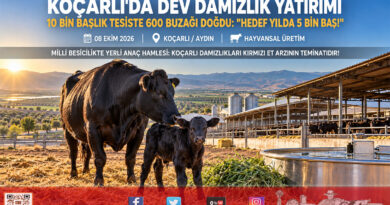 Ege’de Kırmızı Et Arzına Dev Yatırım: Koçarlı’da 10 Bin Baş Kapasiteli Damızlık Çiftliği Kuruldu, 600 Buzağı Doğdu!…