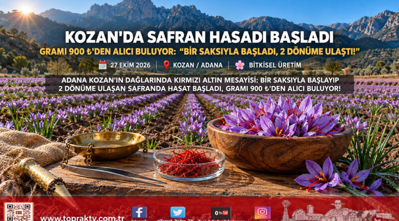 Kozan’da Kırmızı Altın Mesaisi: Bir Saksıyla Başlayan Safran Üretimi 2 Dönüme Ulaştı, Gramı 900 ₺’den Alıcı Buluyor!…