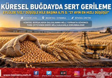 Küresel Buğday Piyasasında Sert Fren: Fiyatlar Eylülde %12,7 Düşerek 27 Ayın En Hızlı Gerilemesini Yaşadı!…