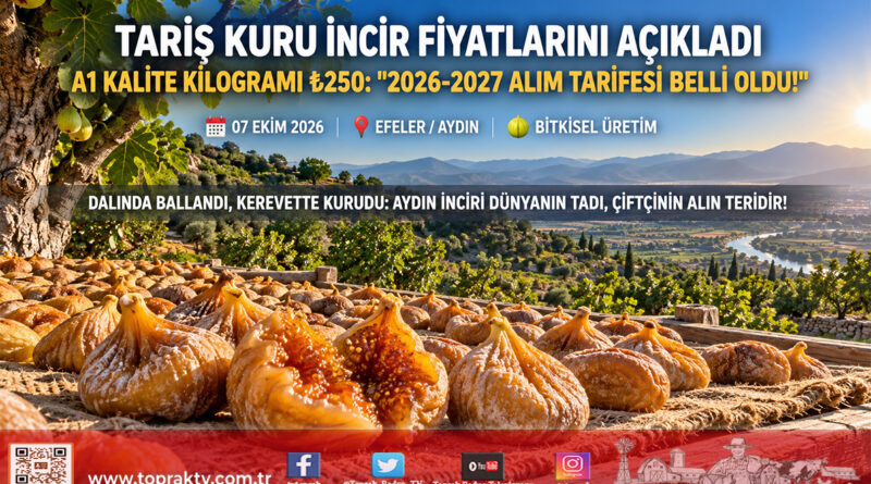 Ege’de Kuru İncir Fiyatları Belli Oldu: Tariş 2026-2027 Sezonu Alım Tarifesini Açıkladı, A1 Kalite 250 ₺ Oldu!…