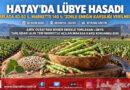 Hatay’da Şifa Deposu Lübye Hasadı Başladı: Tarlada 40-50 ₺, Markette 140 ₺!…
