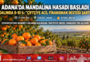 Çukurova’da Mandalina Hasadı Buruk Başladı: Dalında 8-10 ₺ Olan Ürün İhracat ve Finansman Engeline Takıldı!…