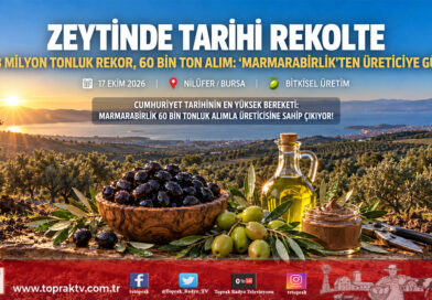 Zeytinde Cumhuriyet Tarihinin Rekor Rekoltesi Geliyor: Marmarabirlik’ten 60 Bin Tonluk Alım Planı!…