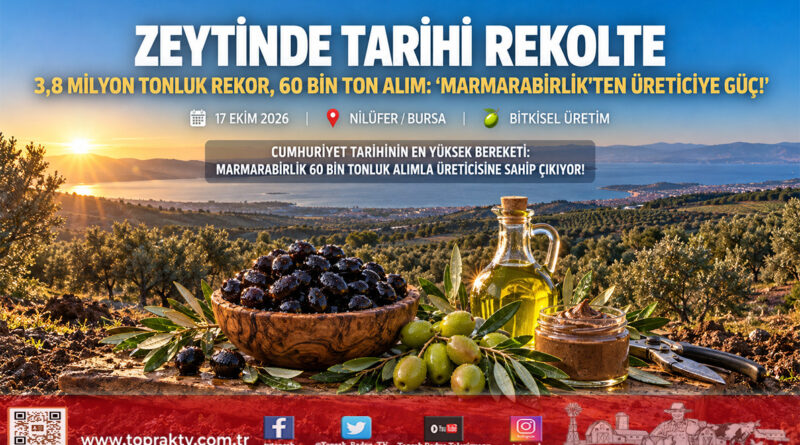 Zeytinde Cumhuriyet Tarihinin Rekor Rekoltesi Geliyor: Marmarabirlik’ten 60 Bin Tonluk Alım Planı!…