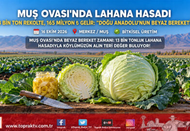 Muş Ovası’nda Beyaz Bereket Seferberliği: 13 Bin Tonluk Hasatla Ekonomiye 165 Milyon ₺ Katkı!…