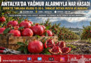 Antalya’da Yağmur Alarmı Nar Hasadını Öne Çekti: Serik’te Tarlada Kilosu 15-30 ₺, Rota Rusya ve Avrupa!…