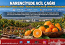 Çukurova’da Narenciye İmdat Veriyor: Yüreğir Ziraat Odası’ndan “Ürün Dalda Kalmasın, Girdiler Karşılansın” Çağrısı!…