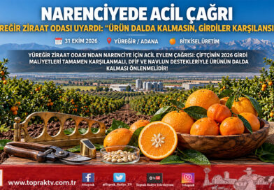 Çukurova’da Narenciye İmdat Veriyor: Yüreğir Ziraat Odası’ndan “Ürün Dalda Kalmasın, Girdiler Karşılansın” Çağrısı!…