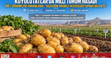 Geleceğin Yerli ve Dirençli Patatesleri Nevşehir’de Topraktan Çıktı: TDÖ-1 Deneme Parsellerinde Hasat Tamamlandı!…