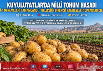 Geleceğin Yerli ve Dirençli Patatesleri Nevşehir’de Topraktan Çıktı: TDÖ-1 Deneme Parsellerinde Hasat Tamamlandı!…