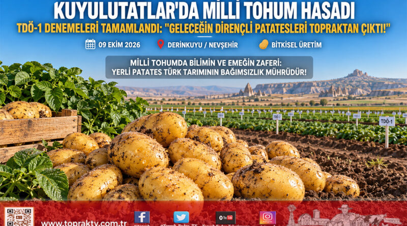 Geleceğin Yerli ve Dirençli Patatesleri Nevşehir’de Topraktan Çıktı: TDÖ-1 Deneme Parsellerinde Hasat Tamamlandı!…