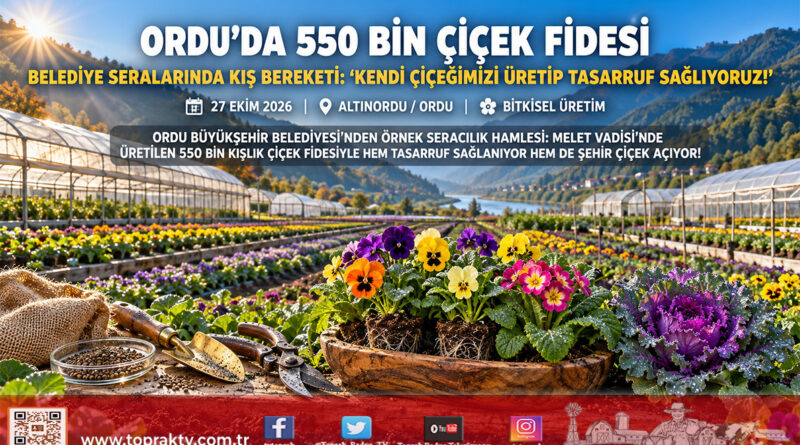 Ordu Büyükşehir Kendi Serasında 550 Bin Çiçek Fidesi Yetiştirdi: Başkan Hilmi Güler’den Çiçekçilik Sektörü Hamlesi!…