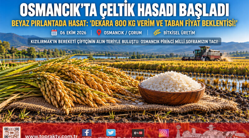 Kızılırmak’ın ‘Beyaz Pırlantası’nda Hasat Mesaisi: Osmancık’ta Çeltik Tarlalarına Biçerdöverler Girdi!…