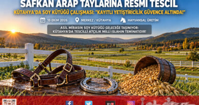 Kütahya’da Safkan Arap Tayları Kayıt Altına Alındı: Soy Kütüğü ve Tescil İşlemleri Tamamlandı!…