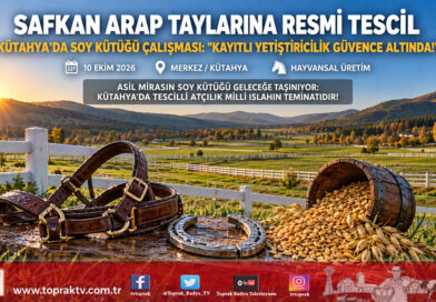 Kütahya’da Safkan Arap Tayları Kayıt Altına Alındı: Soy Kütüğü ve Tescil İşlemleri Tamamlandı!…