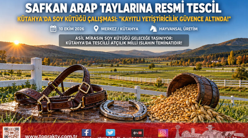 Kütahya’da Safkan Arap Tayları Kayıt Altına Alındı: Soy Kütüğü ve Tescil İşlemleri Tamamlandı!…