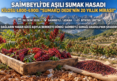 “Sumakçı Dede”nin 20 Yıllık Mirası Dağları Yeşertti: Saimbeyli’de Yabani Ağaçlar Aşılandı, Kilosu ₺900’den Alıcı Buluyor!…