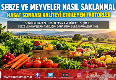 Sebze ve Meyveler Nasıl Saklanmalı? Hasat Sonrası Kaliteyi Etkileyen Faktörler…