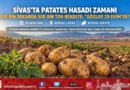 Türkiye’nin En Son Patates Hasadı Sivas’ta Başlıyor: 100 Bin Dekarda 500 Bin Tonluk Rekolte İçin Gözler 29 Ekim’de!…