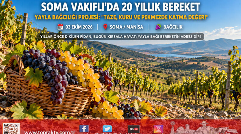 Soma Vakıflı’da 20 Yıllık Vizyon Bereketle Taçlandı: Yayla Bağcılığı Projesi Katma Değer Üretmeye Devam Ediyor!…